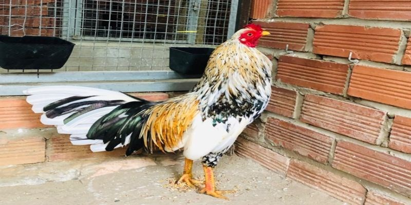 Gà ngũ sắc chân trắng là gì?