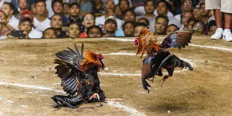 Ưu thế của gà ngũ sắc chân trắng